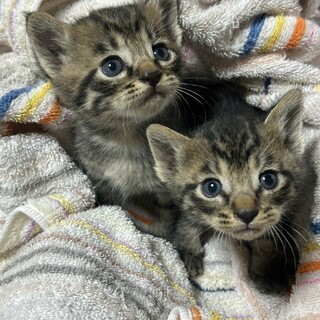 生後１ヶ月程の2匹のキジトラ