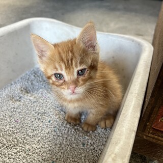 5/1産まれの子猫四匹兄弟です