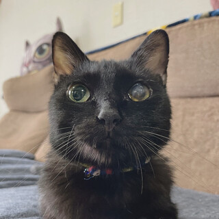 ＼甘えん坊オッドアイ／つばめくん多頭崩壊レスキュー