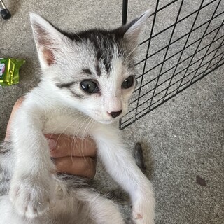 5/1産まれの子猫四匹兄弟(ハンディキャップあり)