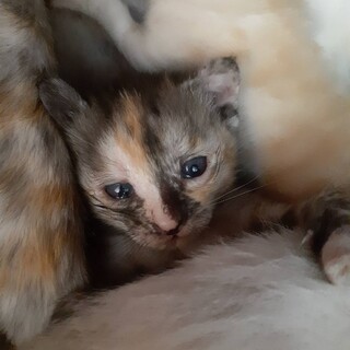 5/16産まれの子猫四匹兄弟です