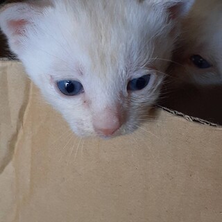 5/16産まれの子猫四匹兄弟です