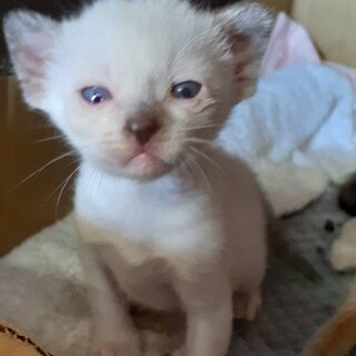 5/16産まれの子猫四匹兄弟です