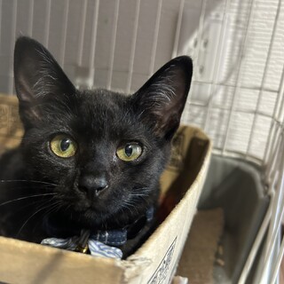 里親決定！ココ　7ヶ月