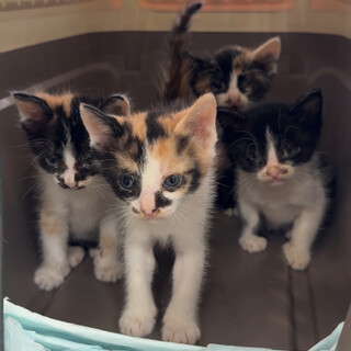 生後4週くらい♡ミケちゃん4兄妹♡可愛い子猫