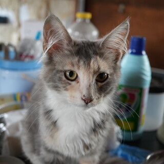 人なれしている野良猫ちゃん