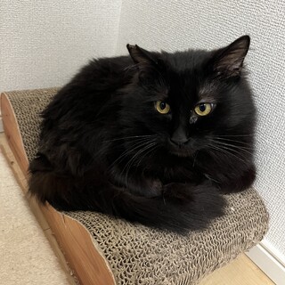 里親決定！むく