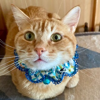 スーパーゴロスリボーイ　天鼓(てんこ)☆