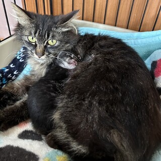 里親決定！くるみ　1歳