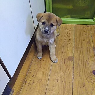 保健所救出犬！里親様緊急募集！！