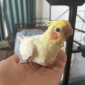 オカメインコ  生後4週間 大切にしてくれる方に