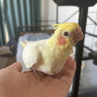オカメインコ  生後4週間 大切にしてくれる方に