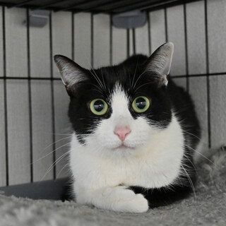 ミミ：控え目だけど人は好き♪