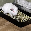 ロシアンモルモットアルビノ