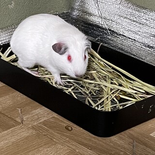 ロシアンモルモットアルビノ