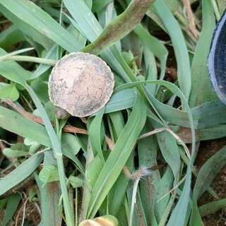 ミドリガメ？里親募集