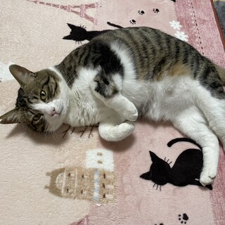 人懐っこさLv.999◎いつも寄り添ってくれます