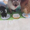 ララペコ