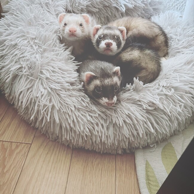 ララペコのカバー写真