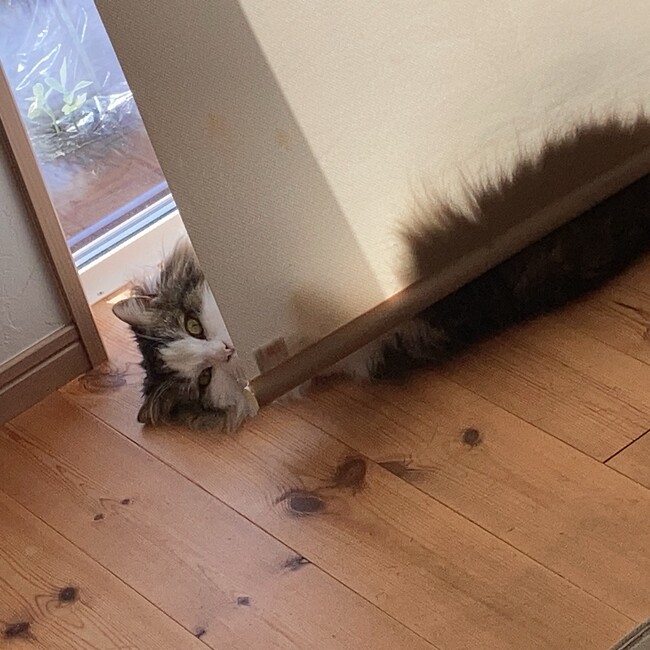 よっしーのちちのカバー写真