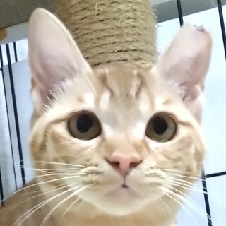 懐っこくて甘えたな茶トラの女の子☆こなつちゃん！