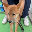 柴犬5ヶ月