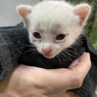 急募