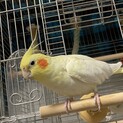 オカメインコ 3歳 ありがとうございました