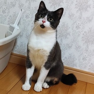 6/30 (日)譲渡会参加　ヤンチャ甘えん坊メット