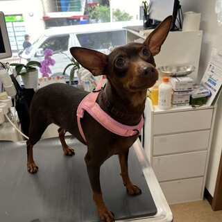 アクティブなミニチュアピンシャーのミニーちゃん