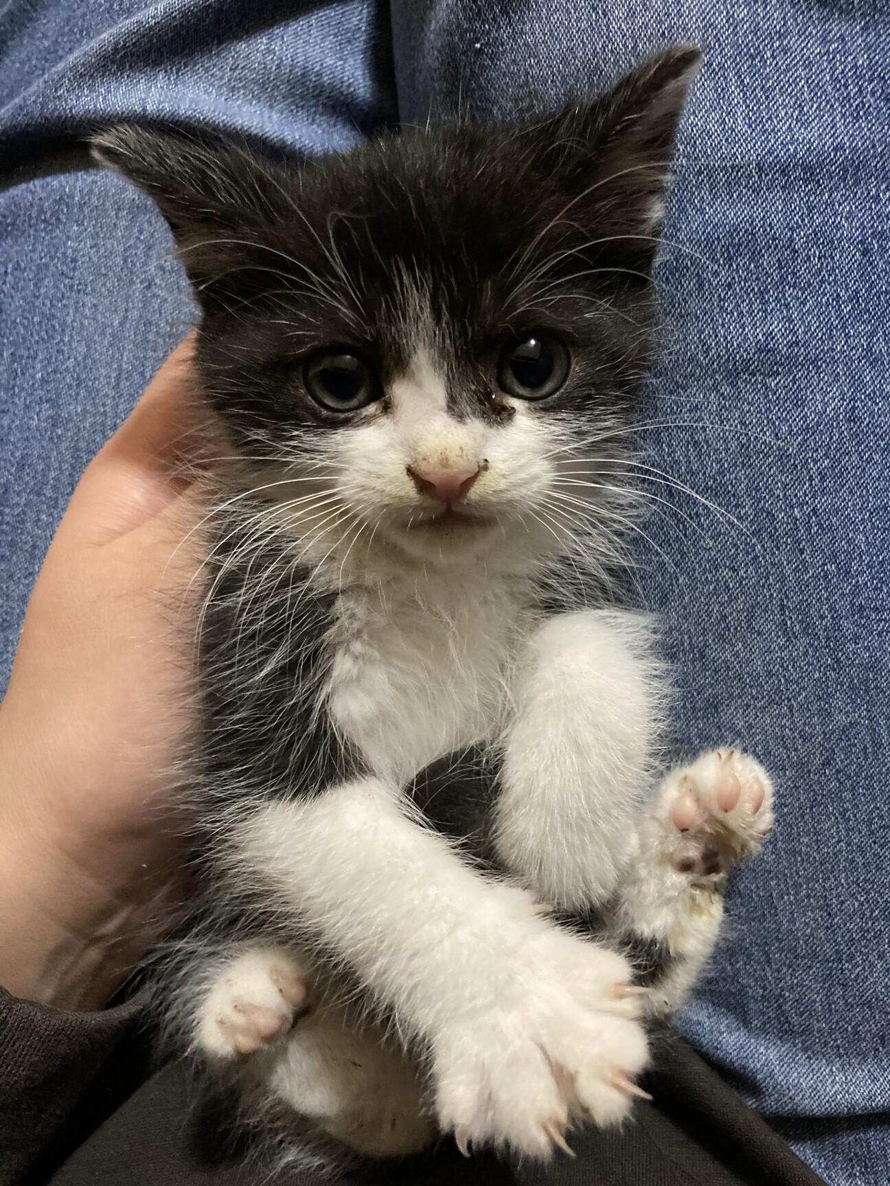 野良の子猫を保護しました」秋田県 - 猫の里親募集(491793