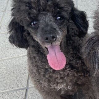 カットモデルのプードルちゃん♀もうすぐ5歳