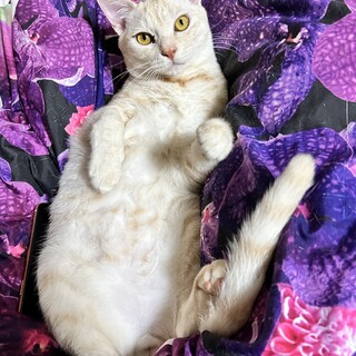 約1歳（あくび♂）猫ちゃんの里親様募集します。