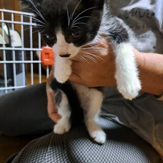 八割れ＆きじ白姉妹一カ月半仔猫