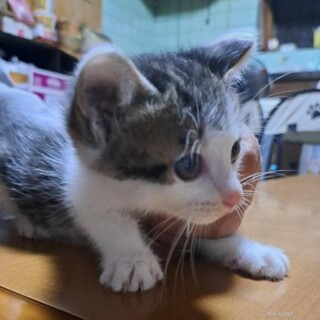 白の多いきじ白兄弟一カ月半仔猫