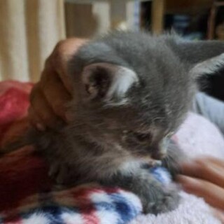 白の多いきじ白兄弟一カ月半仔猫