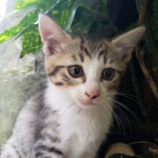 元気な５兄妹の♀２ヶ月仔猫ちゃん