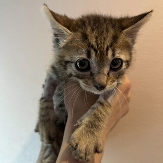 素敵なご縁がありましたキジトラ美人さんな女の子