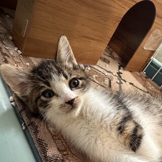 犬もOK！つるぎくん