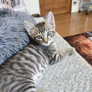 ミルクから育てたので人慣れバツグン♡ごくう君