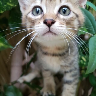 元気な５兄妹の♂️２ヶ月仔猫ちゃん