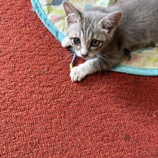 生後2ヶ月　鍵しっぽのかわいい女の子