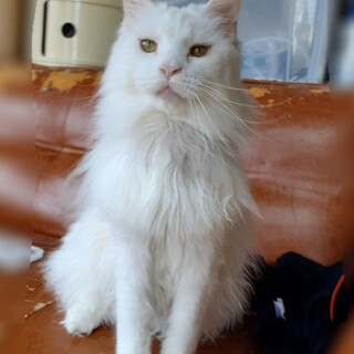 メインクーン妹