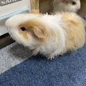 モルモット　男の子2匹