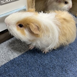 モルモット　男の子2匹