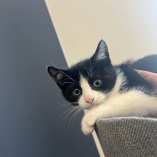 早期不妊手術チップ済　ハチワレの男の子