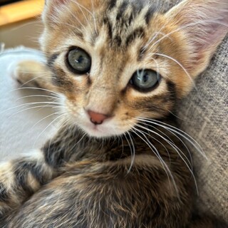 ミルクから育てたので人慣れバツグン♡まさし君