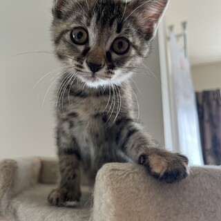 珍しいキジサビ柄、お転婆な女の子