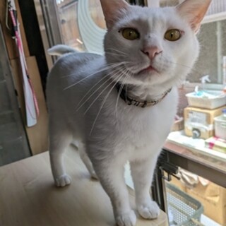 高齢者様、単身者の方にお願いしたいシロ君