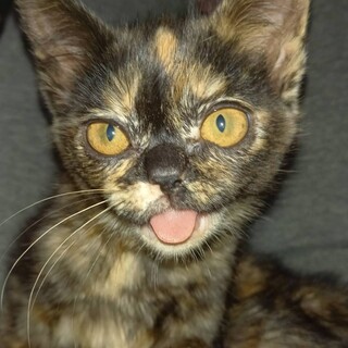 ちょっぴり障害有サビ猫ちゃん